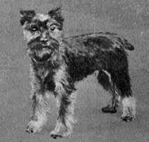 Zwergschnauzer historical photo